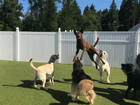 nextdoor bothell|doggie haven bothell.